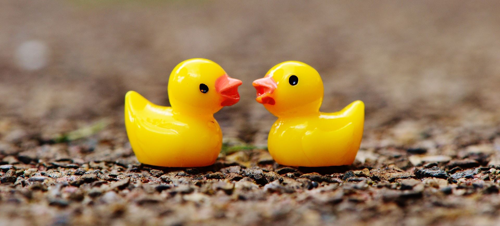 A pair of ducks, not programming